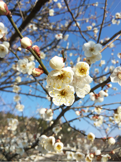 sky,spring,plant,cherryblossoms,벚꽃,봄,꽃