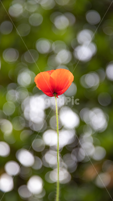 식물,꽃,plant,flower,blossom,식물,자연,plants,nature,꽃,flower