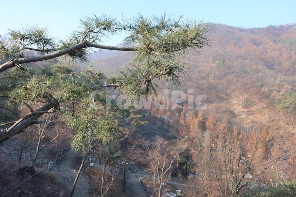 산속,소나무,솔나무,상록수,솔잎,전망대,자연,풍경,경치,경관,자연,풍경,nature,landscape