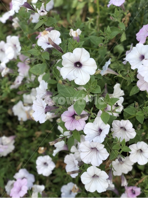 나팔꽃,야생화,풀밭,보라색꽃,꽃밭,식물,봄,spring,season,sensible,feeling,색깔,보라색,보라,flower,colorsense,색채,색감,컬러