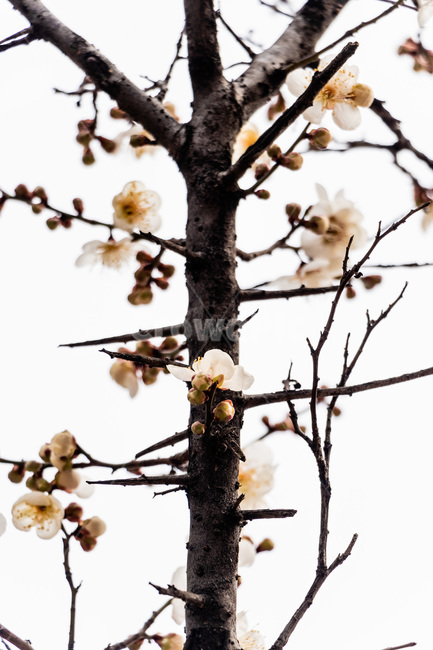 매화,매화꽃,매실꽃,백매화,흰매화,봄,계절,spring,season,식물,자연,plants,nature,꽃,flower,plant
