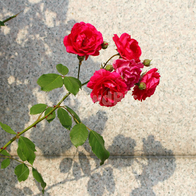 감성사진,자연,하늘,꽃,장미,색감,보정,flower,sky,summer,nature,red,color,그림자,식물,자연,plants,nature,꽃,flower