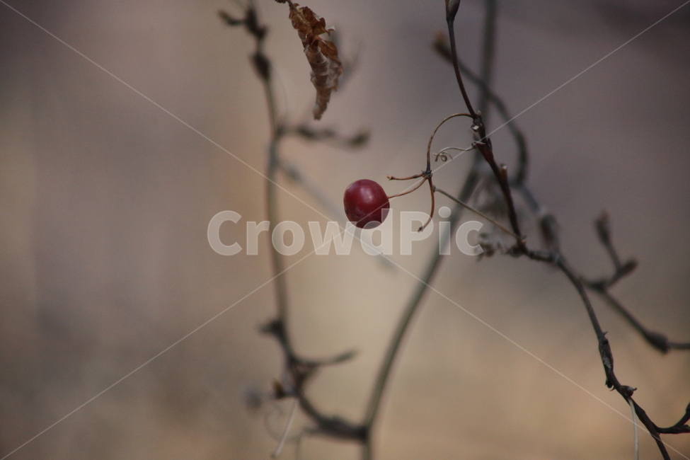 가을,열매,종자,식물,seed,과일,열매,fruit