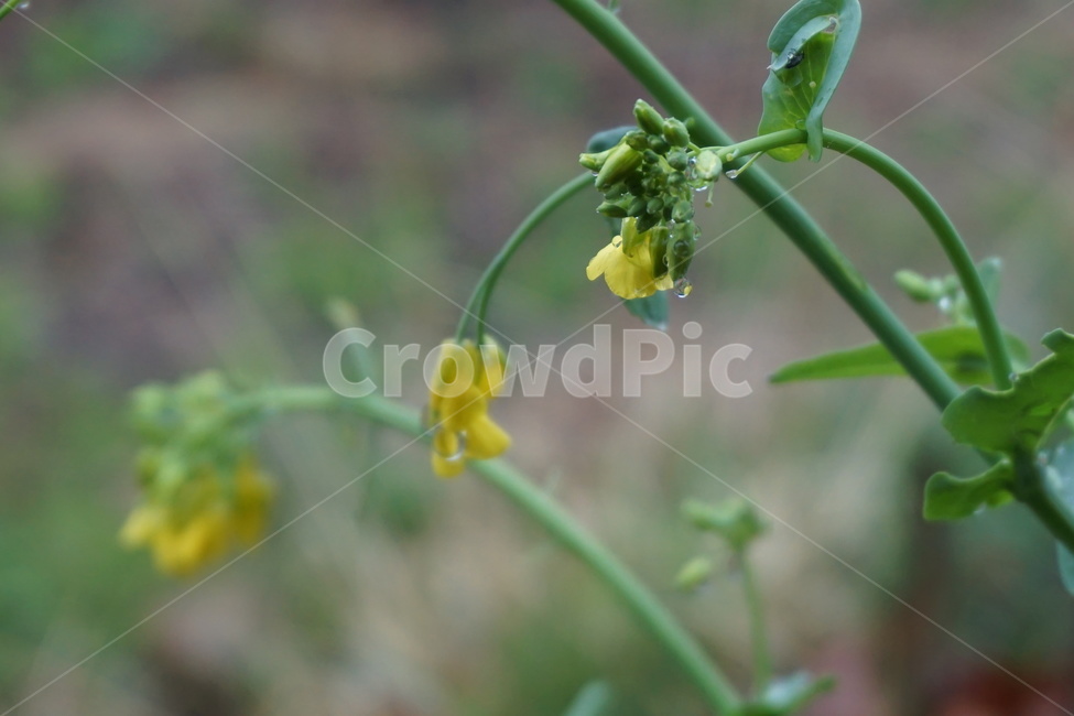 유채꽃,비,비오는날,노랑색,녹색,흐림,식물,자연,plants,nature,꽃,flower,비,비오는날,rain,rainy