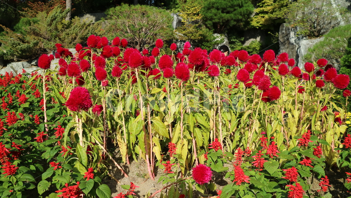 식물,plant,blossom,flower,꽃,빨강,빨간꽃,빨강꽃,자연,식물,자연,plants,nature,꽃,flower