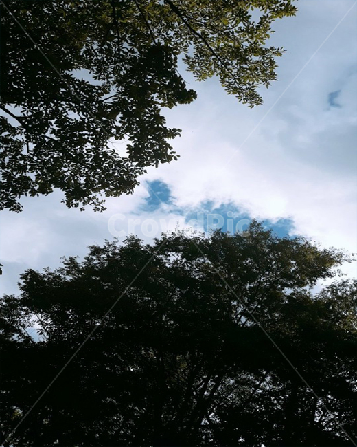 나무,숲속,하늘,구름,자연