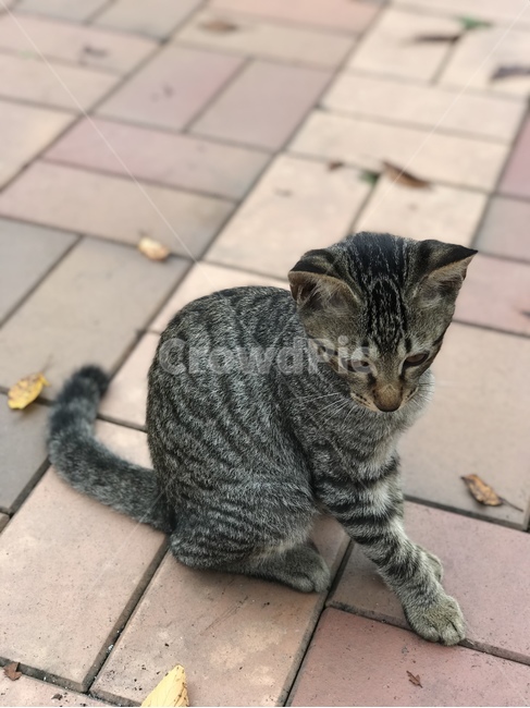 pet,고양이,mammal,animal,포유류,동물,cat,동물,animal,포유류,mammal,고양이,cat,kitten,kitty