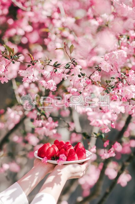 pink,fruit,That flower,strawberry,pink flower,spring strawberries,flower,spring,petal,plants