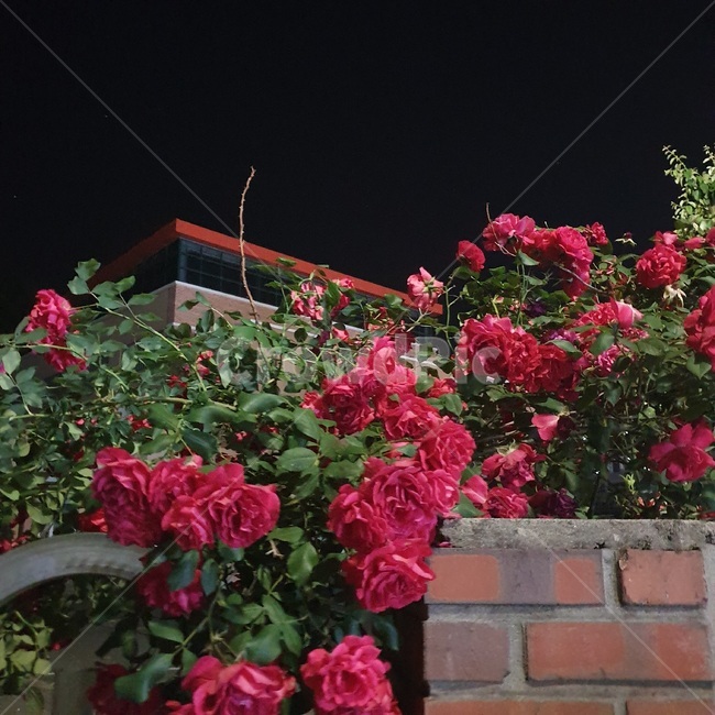 장미,밤,장미꽃,꽃,밤하늘,flower,rose,자연,봄꽃,봄,화단,화려한,게절,식물,벽돌,담