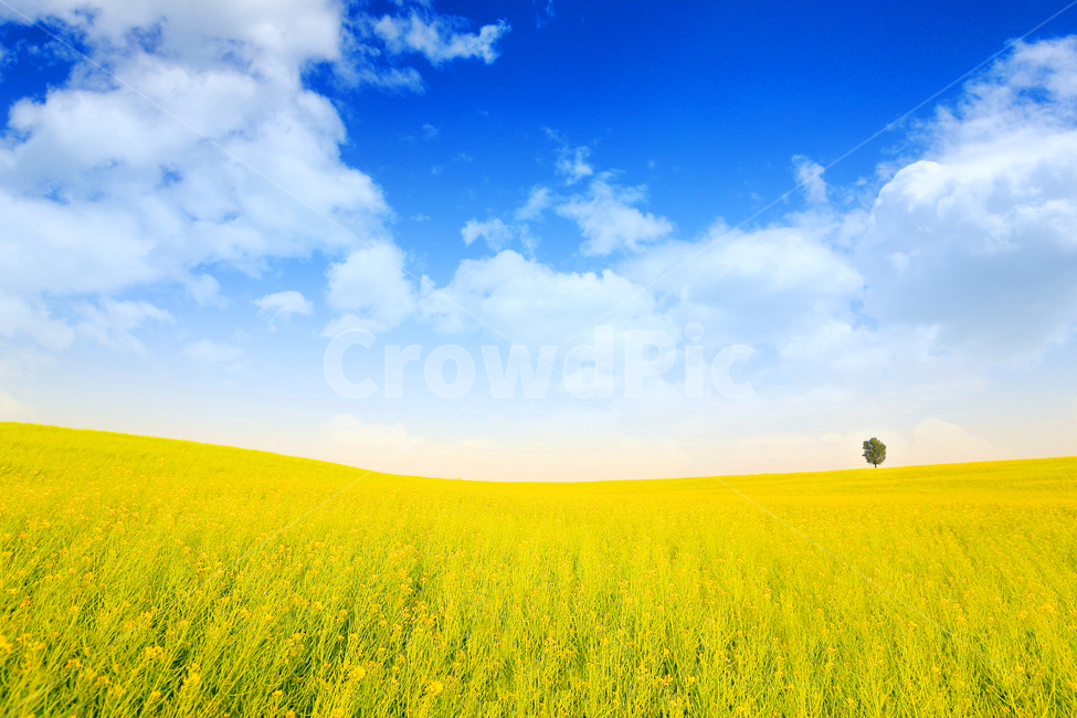 유채꽃,유채,봄,봄꽃,좋은날,봄날,봄,계절,spring,season,자연,풍경,nature,landscape,field,들,grassland,목초지,outdoors,옥외