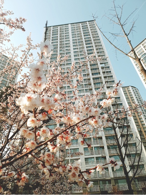 벚꽃,4월,봄,풋풋한,건물,아파트,사랑스러운,봄,계절,spring,season,건축물,건물외관,exterior,building,structure,architecture,construction,tree,나무,ornament,장식,christmas tree,크리스마스 트리,plant,식물