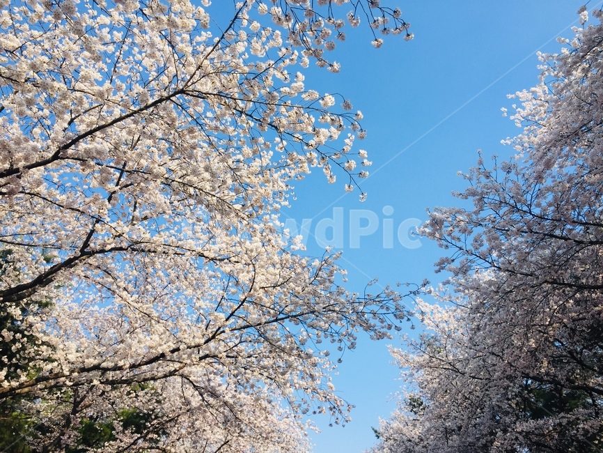 봄,벚꽃,하늘,꽃,봄소풍