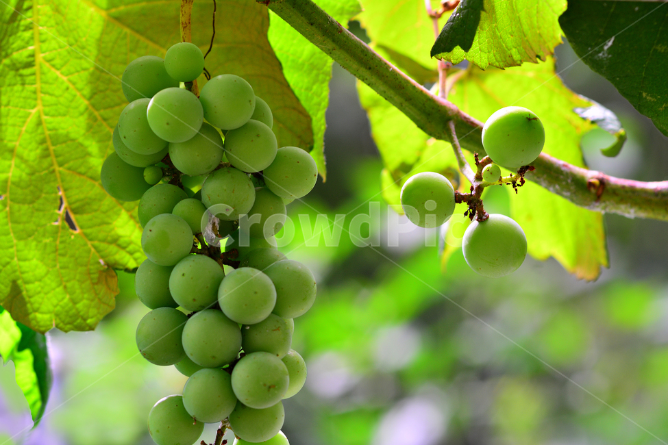 청포도,포도,과일,송이,원형,나무열매,grape,주스,잼,건포도,포도주,생식,푸드,food,포도즙,녹색,싱싱한,싱그러운,알알이,동그란,포도송이,상큼한맛,새콤달콤,여름과일,7월,포도당,피로회복,와인,포도밭,과일,열매,fruit