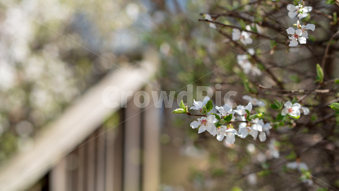 벚꽃,봄꽃,봄,자연,계절,season,spring,cherryblossoms,꽃축제,봄날,화려한,예쁜,핑크색,하얀색,파란색,파란하늘,flower,nature,garden,beautiful,공원,바탕,정원,봄하늘,나무,가로수