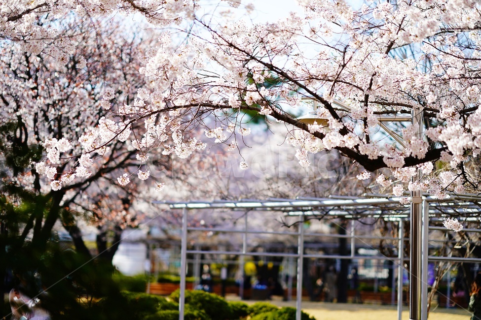 정독도서관,풍경,벚꽃,flower,blossom,식물,plant