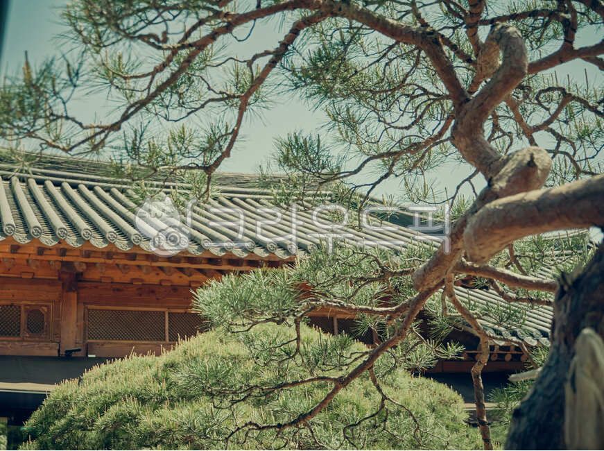 한옥,전통한옥,소나무,한국전통가옥,기와집,한옥카페,기와,한국전통,korea,한옥펜션,tree,koreanstylehouse,hous,한국전통정원,정원