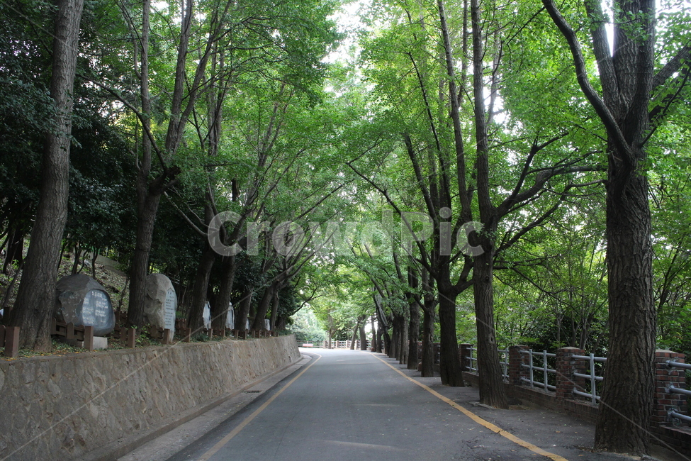 도로,나무,거리,tree,road,street