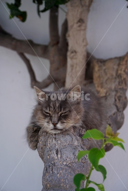 고양이,나무위고양이,나무,흰벽,잠,휴식
