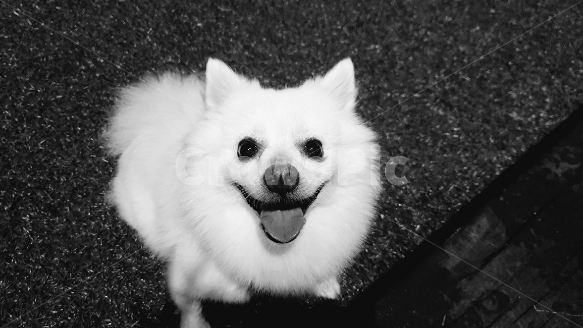 흑백,강아지,동물,dog,animal,잔디,반려견,아이컨택,eyecontact,pet,lawn,blackandwhite,스냅사진,snapshot