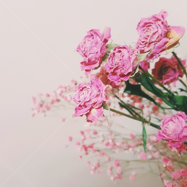 드라이플라워,꽃,핑크,pink,flower,dryflower,감성,사진,식물,자연,plants,nature,꽃,flower,실내용화초,화분,화초,house plant,감성,sensible,feeling