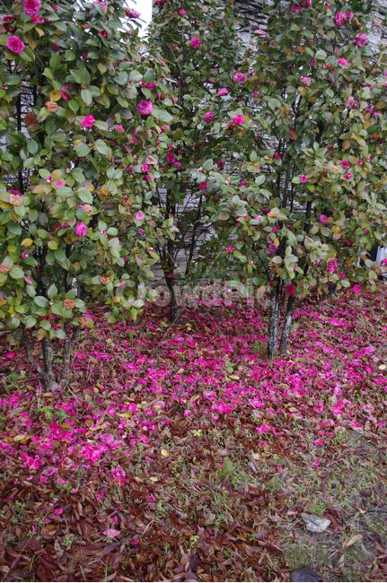 동백,꽃,flower,꽃잎,낙화,계절,봄,spring,식물,plant,자연,nature,자연,풍경,nature,landscape,blossom,geranium,제라늄