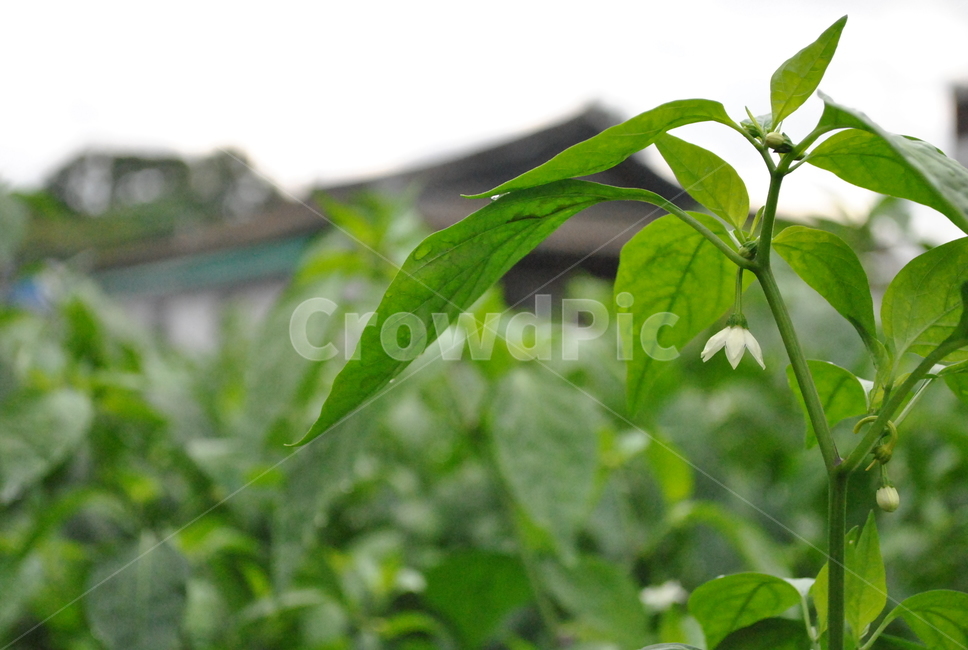 고추,꽃,농촌,빗방울,수확,pepper,flower,rural,raindrop,harvest,식물,자연,plants,nature