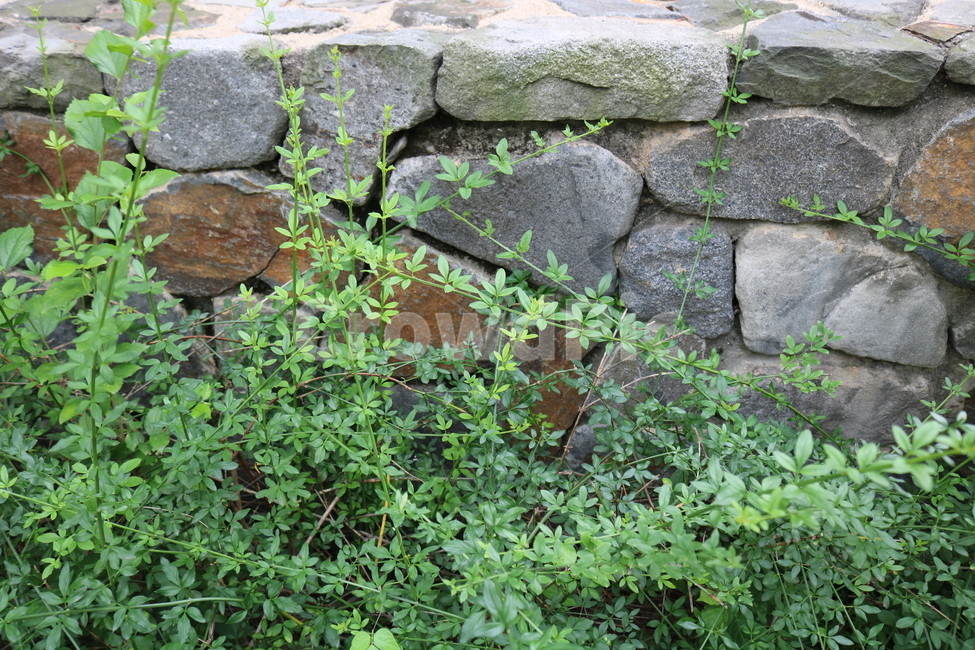 돌담,돌,자연,풀,잎,leaves,nature,leaf,stone,stonewall,background