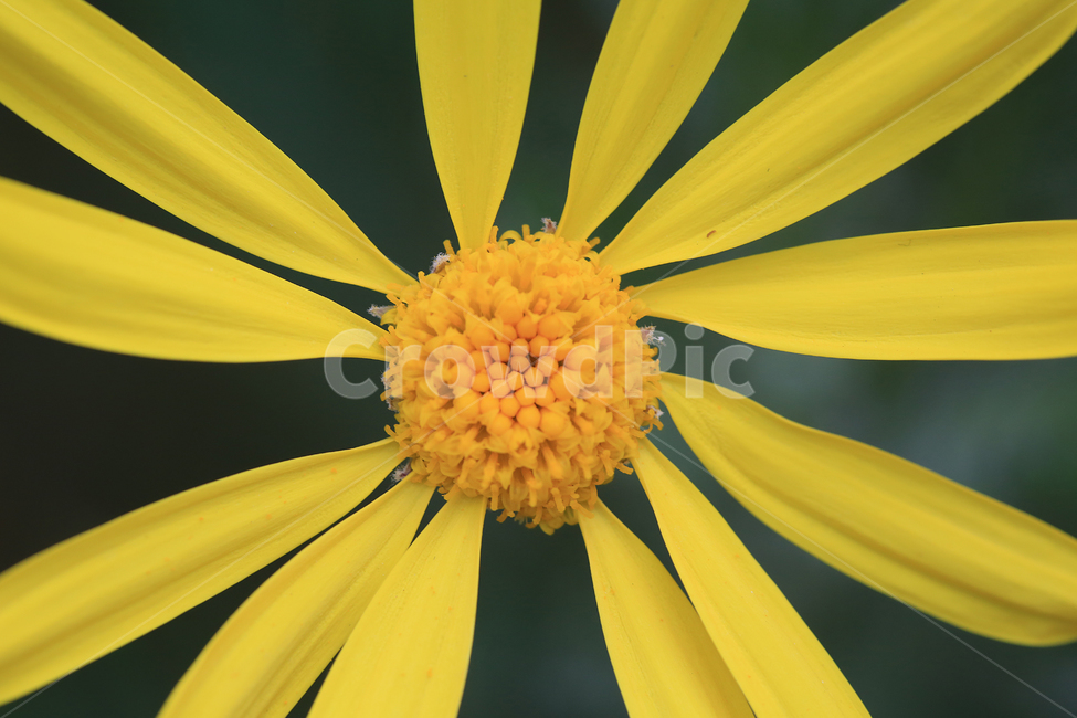 봄,꽃,노랑,spring,flower,yellow,식물,자연,plants,nature,꽃,flower