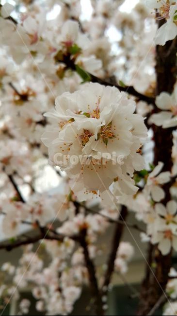 꽃,plant,식물,blossom,flower