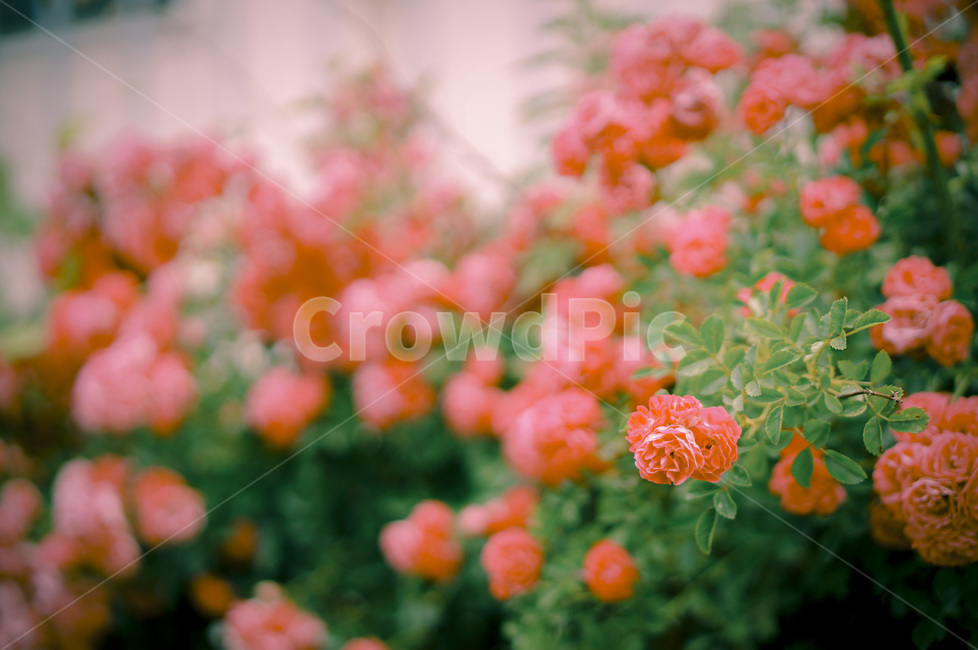 장미,장미꽃,핑크,색감,꽃,정원,식물,자연,초록,rose,color,flower,garden,plant,nature,green,greenery,pink,식물,자연,plants,nature,꽃,flower
