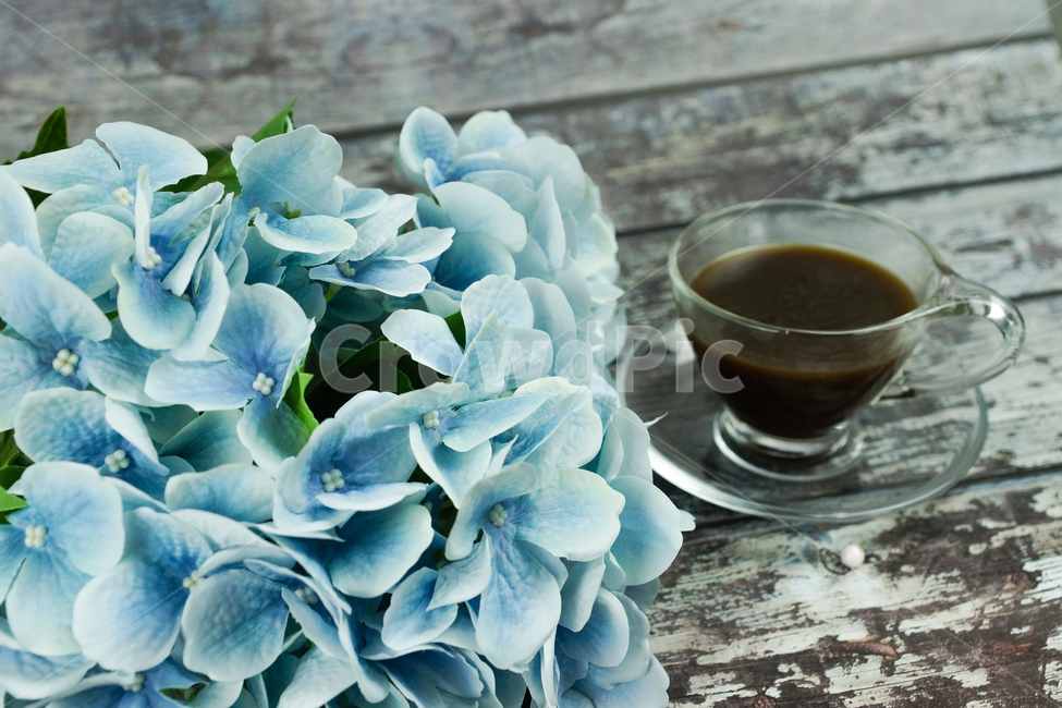 꽃,커피,차한잔,차잔,카페,커피,카페,coffee,cafe