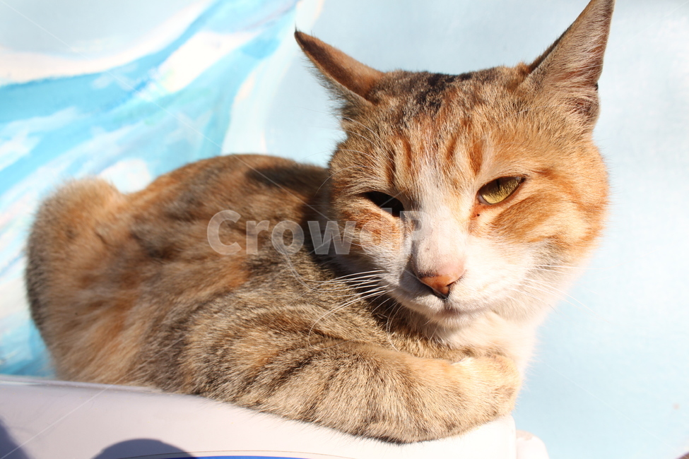 고양이,동물,animal,길고양이,앉아있는자세