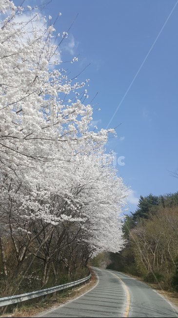 벚꽃,만개한꽃,파란하늘,도로길옆벚꽃,하얀꽃