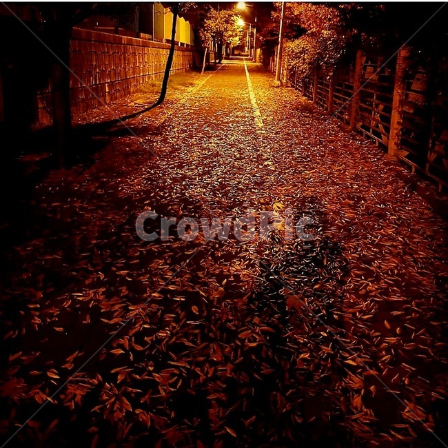 path,통로,light,빛,flare,플레어,낙엽