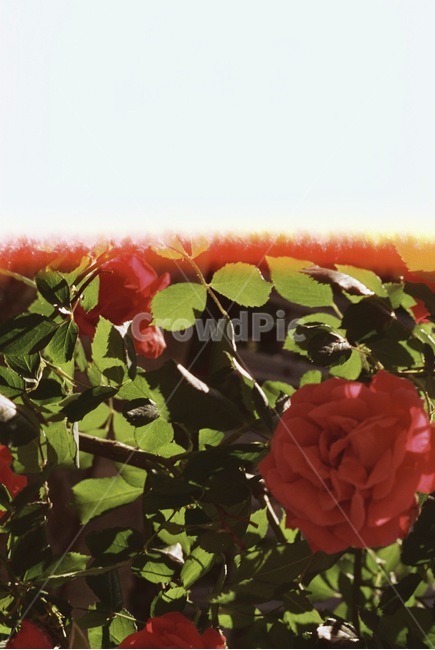 자연,감성,감성사진,장미,장미꽃,꽃,필름,필름카메라,필름사진,film,filmcamera,nature,rose,flower,plant,sensible,color,colorsensitivity,emotional,feeling