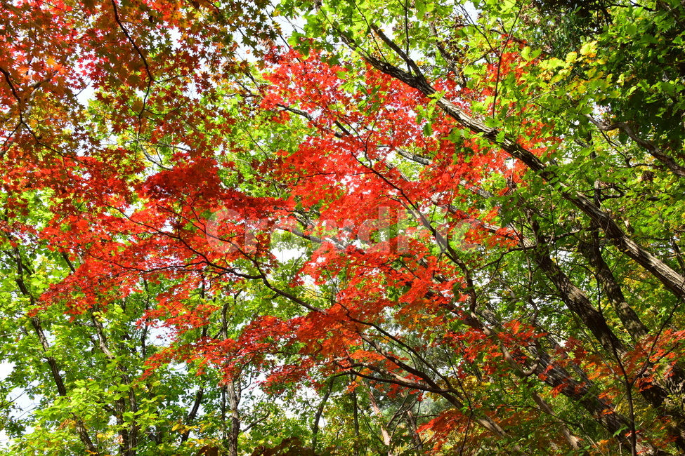 가을,단풍,자연,풍경,북한산,잎,단풍잎,붉은,나무,계절,계곡,숲,힐링,plant,fall,autumn,season,forestnature,landscape,한국자연풍경,한국자연경관,korea,tree,maple,leaf,가을,계절,fall,autumn,season,자연,풍경,nature,landscape,식물,plants,나무,trees,wood