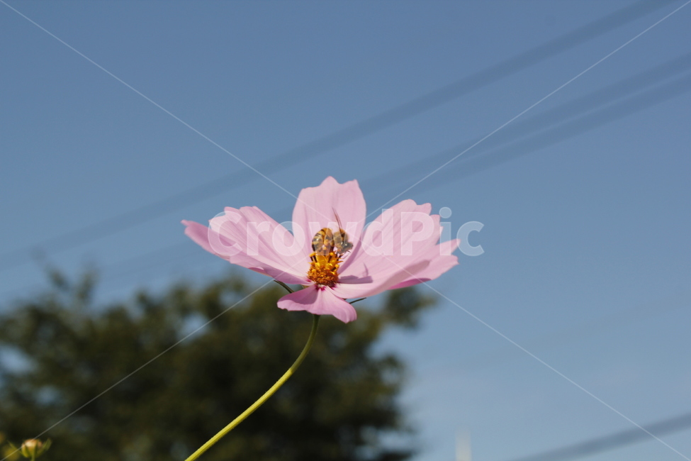 코스모스,하늘하늘,분홍코스모스,꽃,자연,가을꽃,벌,꿀벌,식물,자연,plants,nature,꽃,flower,동물,animal,곤충,벌레,insect,bug