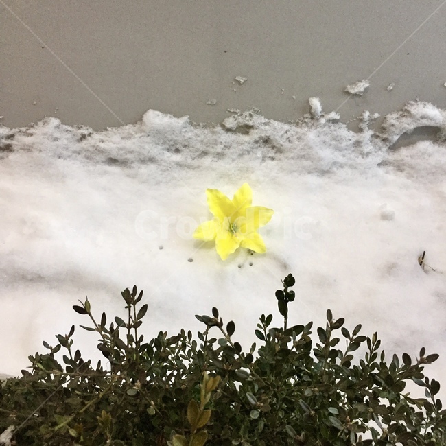 눈,겨울,노란꽃,plant,식물,flower,꽃,blossom,겨울,계절,winter,season,식물,자연,plants,nature,꽃,flower