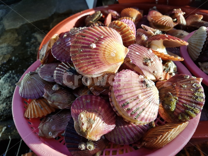 조개,단풍조개,가을,단풍색,단풍색조개,시장,마트,마켓,market,mart,market place,음식,식재료,요리,food,cook,meal,dishes,food reserves,수산물,해산물,fishery products,seafood