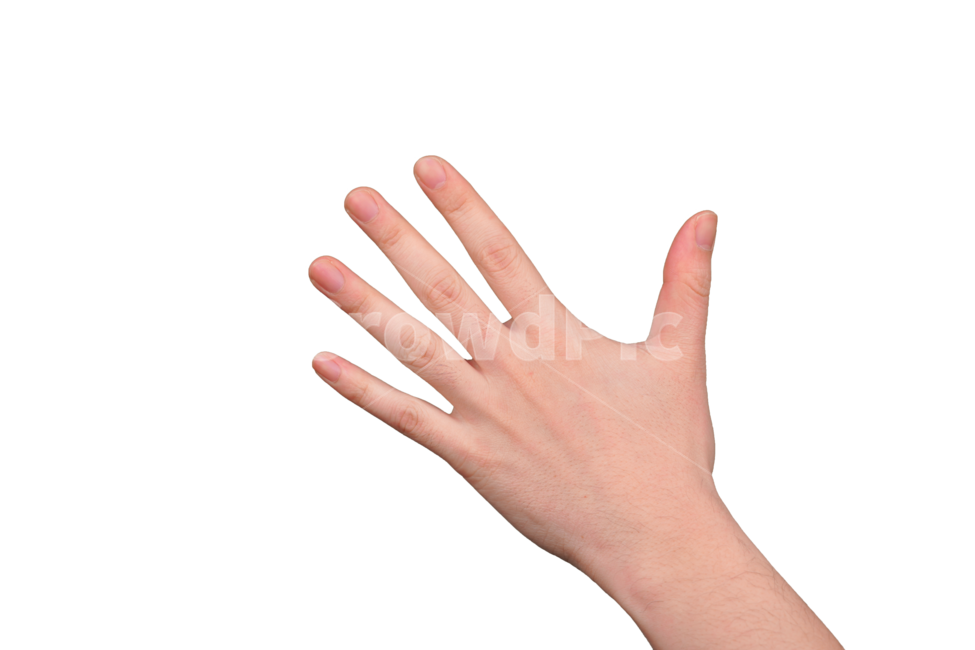다섯,오,숫자,손,손가락,표현,손동작,제스쳐,인간,손짓,사인,손목,사람,연출,표시,신체,신체일부,몸,body
