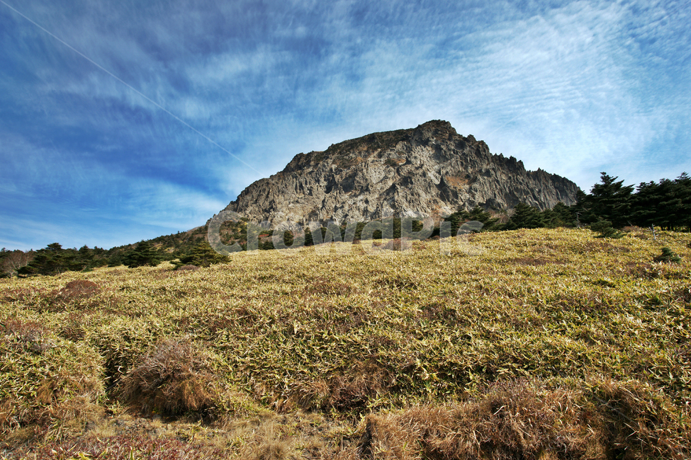 조릿대,한라산,한라산국립공원,제주도,암벽,돈내코코스,활엽수림,난대성식물