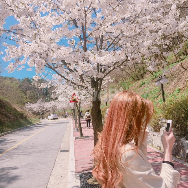 옆모습,여자,봄,벚꽃,꽃길,벚꽃나무,하늘,분홍색,자연,길