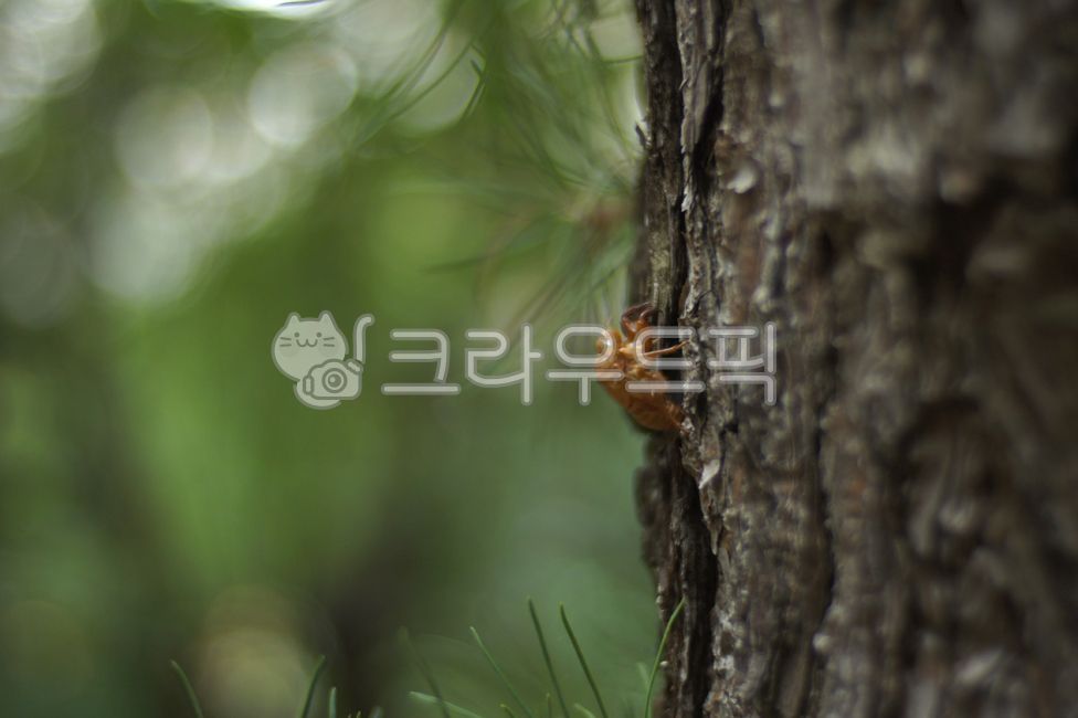 cicada,tree,Incomplete metamorphosis,wood material,ecdysis,cicada shell,insect,cicada skin,green tree,wood texture,invertebrates,husks,wooden pillar