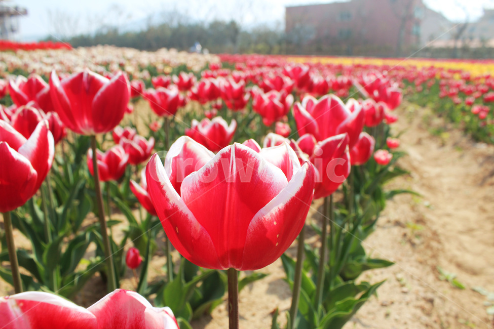 튤립,tulip,flower,blossom,꽃잎,petal,식물,자연,season,plants,nature,야외,식물,자연,plants,nature,꽃,flower
