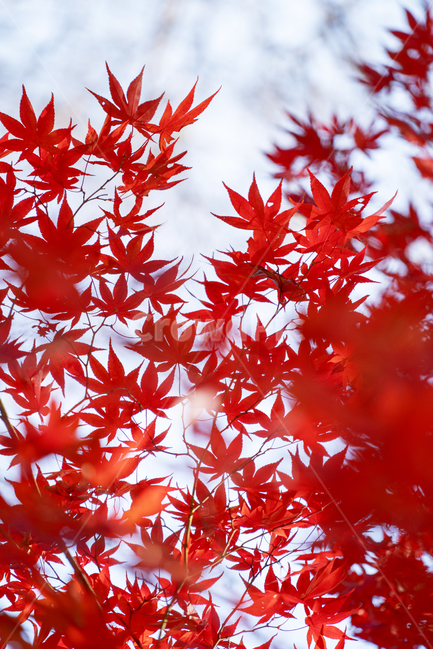 가을,자연,풍경,하늘,단풍,가을,계절,fall,autumn,season,leaf,잎,plant,식물,tree,나무