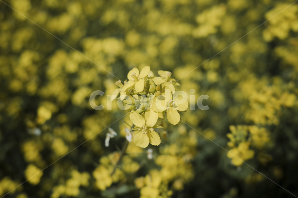 유채꽃,유채,yellow,plant,식물,flower,꽃,봄,봄꽃,노란꽃,green,노란,초록
