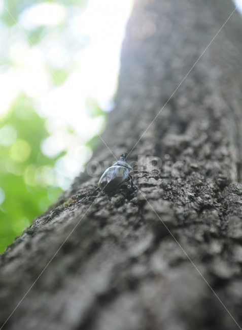 longevity sky cow,ecosystem,nature,blackjack,summer,stag beetle,beetle,bug,insect,summer bug,scarab,summer insects