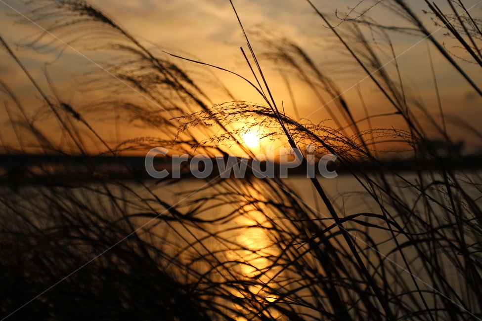 노을,갈대,강,저녁,감성,가을,계절,fall,autumn,season,nature,자연,outdoors,옥외,light,빛,flare,플레어,sky,하늘