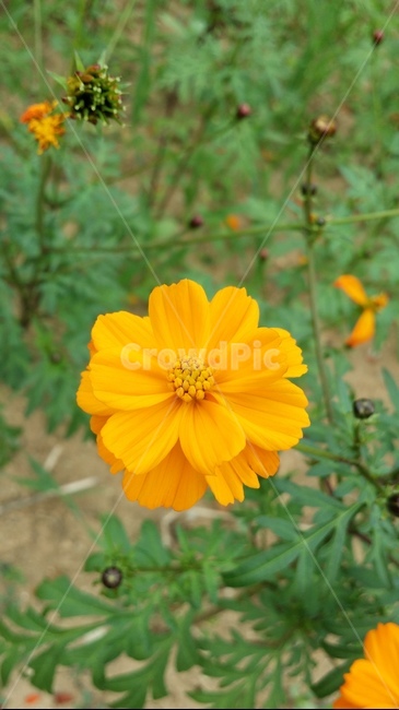 plant,식물,flower,꽃,코스모스,식물,자연,plants,nature,꽃,flower