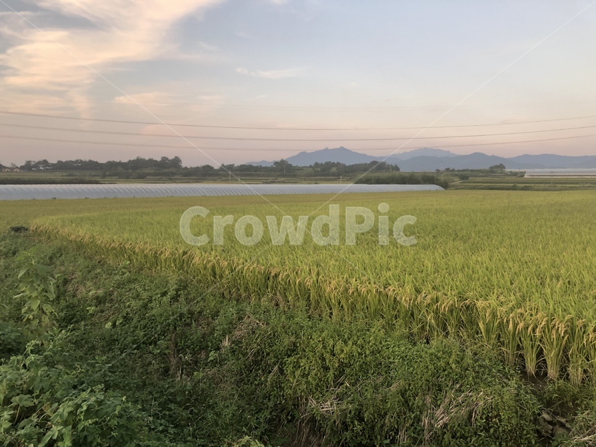 field,들,grassland,자연,nature,논,시골,풍경,노을,아름다움,자연,풍경,nature,landscape,목초지,outdoors,옥외